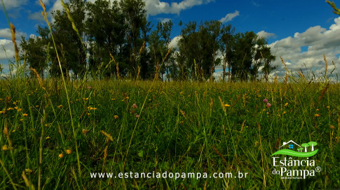 DOS EÓLICOS VIRA P FAZENDA_Moment.00_09_12_02.Quadro272_b0e84cfebcbfc8595809b9f3bee8a8bc4e09e5d5.jpg